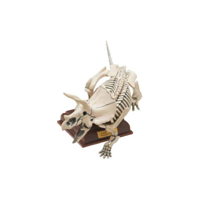 Japan Kitan Dinosaur Triceratops Skeleton Fossil (White) PVC figurine figure model with base