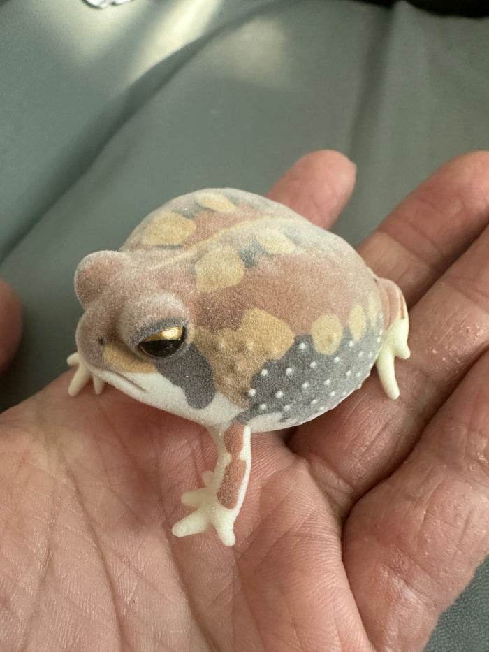 Japan Fluff Bushveld rain frog Toad Super Q Model Figure Figurine A