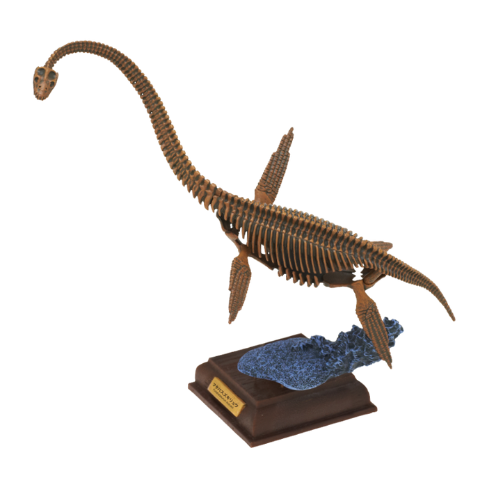 Japan Kitan Dinosaur Futabasaurus suzukii Skeleton Fossil (Brown) PVC figurine figure model with base